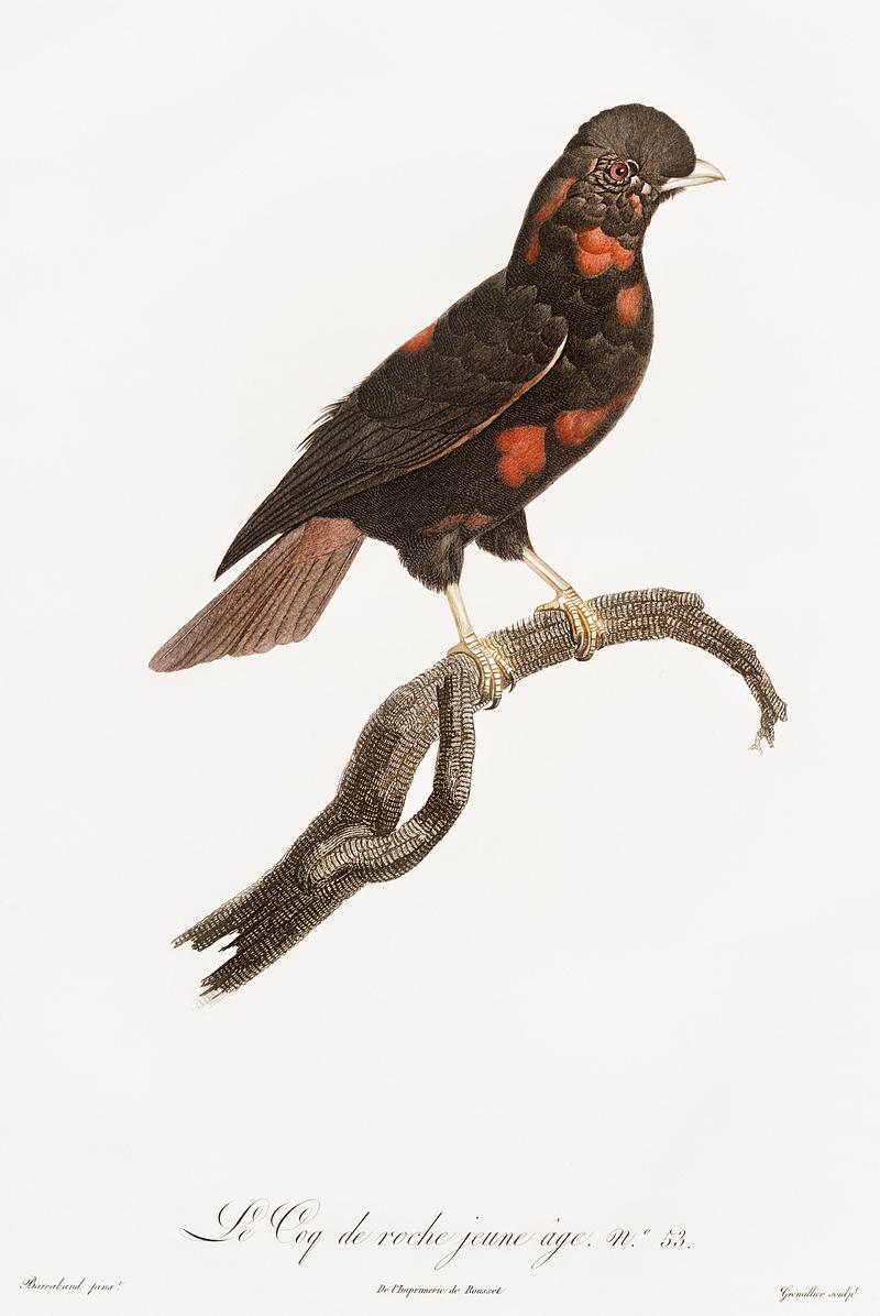 Young cock of the rock from Histoire Naturelle des Oiseaux de Paradis et Des Rolliers (1806) by Jacques Barraband (1767-1809). Original from New York public library. Digitally enhanced by rawpixel. Young cock of the rock from Histoire Naturelle des Oiseaux de Paradis et Des Rolliers (1806) by Jacques Barraband (1767…