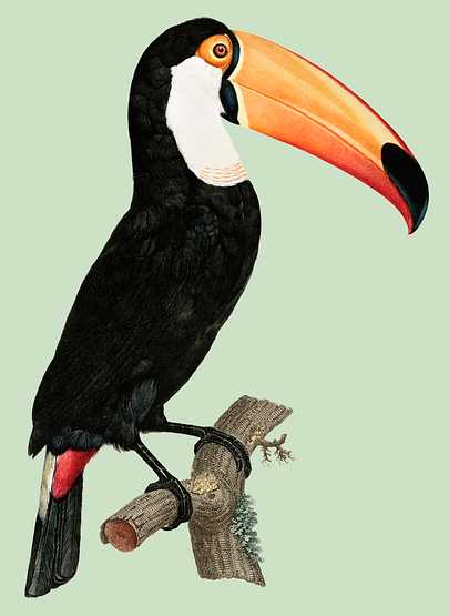 Toco toucan from Histoire Naturelle des Oiseaux de Paradis et Des Rolliers (1806) by Jacques Barraband (1767-1809). Toco toucan from Histoire Naturelle des Oiseaux de Paradis et Des Rolliers (1806) by Jacques Barraband (1767-1809). - animal…