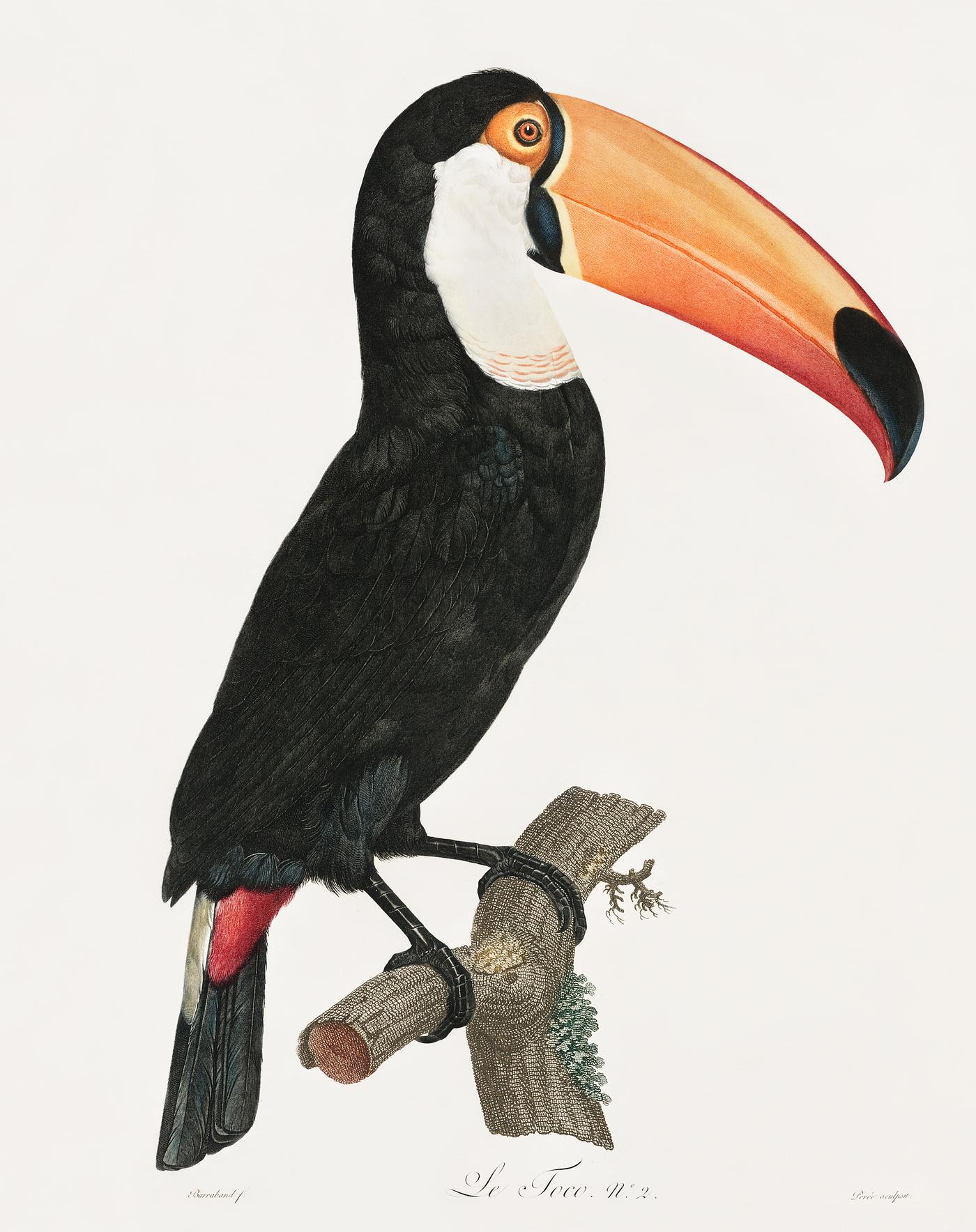 Toco toucan from Histoire Naturelle des Oiseaux de Paradis et Des Rolliers (1806) by Jacques Barraband (1767-1809). Original... Toco toucan from Histoire Naturelle des Oiseaux de Paradis et Des Rolliers (1806) by Jacques Barraband (1767-1809). Original...