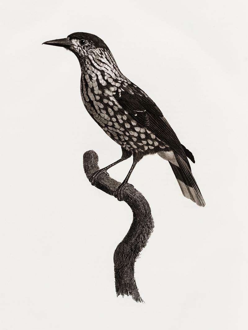 Nutcracker from Histoire Naturelle des Oiseaux de Paradis et Des Rolliers (1806) by Jacques Barraband (1767-1809). Original from New York public library. Digitally enhanced by rawpixel. Nutcracker from Histoire Naturelle des Oiseaux de Paradis et Des Rolliers (1806) by Jacques Barraband (1767-1809). Original…