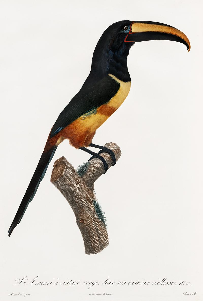 Old red belt aracari from Histoire Naturelle des Oiseaux de Paradis et Des Rolliers (1806) by Jacques Barraband (1767-1809). Original from New York public library. Digitally enhanced by rawpixel. Old red belt aracari from Histoire Naturelle des Oiseaux de Paradis et Des Rolliers (1806) by Jacques Barraband (1767-1809).…