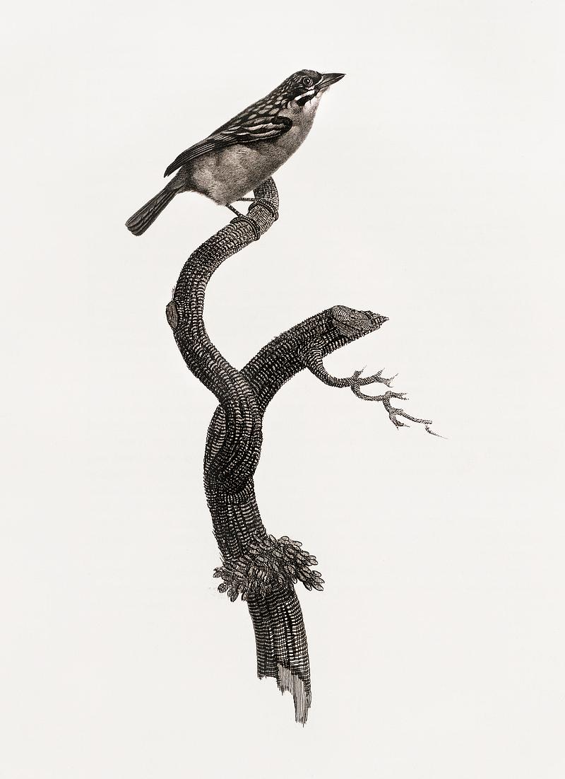 Barbet, male from Histoire Naturelle des Oiseaux de Paradis et Des Rolliers (1806) by Jacques Barraband (1767-1809). Original from New York public library. Digitally enhanced by rawpixel. Barbet, male from Histoire Naturelle des Oiseaux de Paradis et Des Rolliers (1806) by Jacques Barraband (1767-1809). Original…