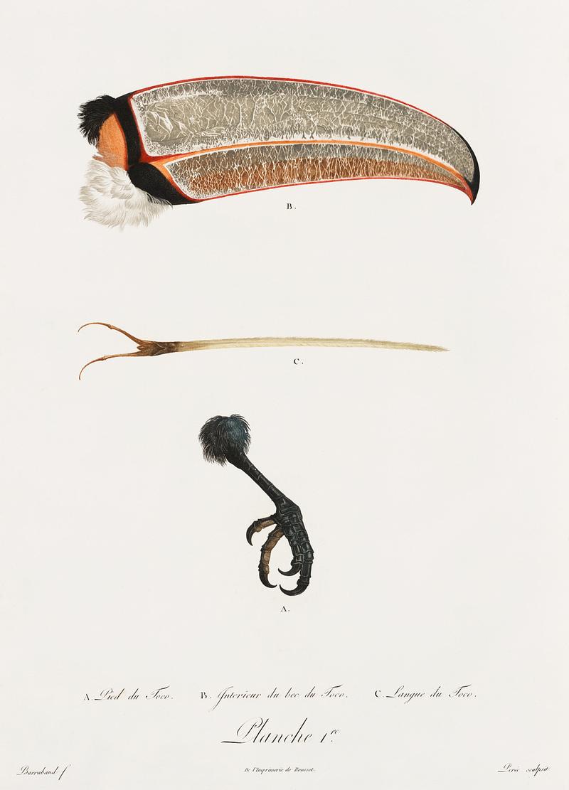 Toco foot, beak and tongue from Histoire Naturelle des Oiseaux de Paradis et Des Rolliers (1806) by Jacques Barraband (1767-1809). Original from New York public library. Digitally enhanced by rawpixel. Toco foot, beak and tongue from Histoire Naturelle des Oiseaux de Paradis et Des Rolliers (1806) by Jacques Barraband (1767…