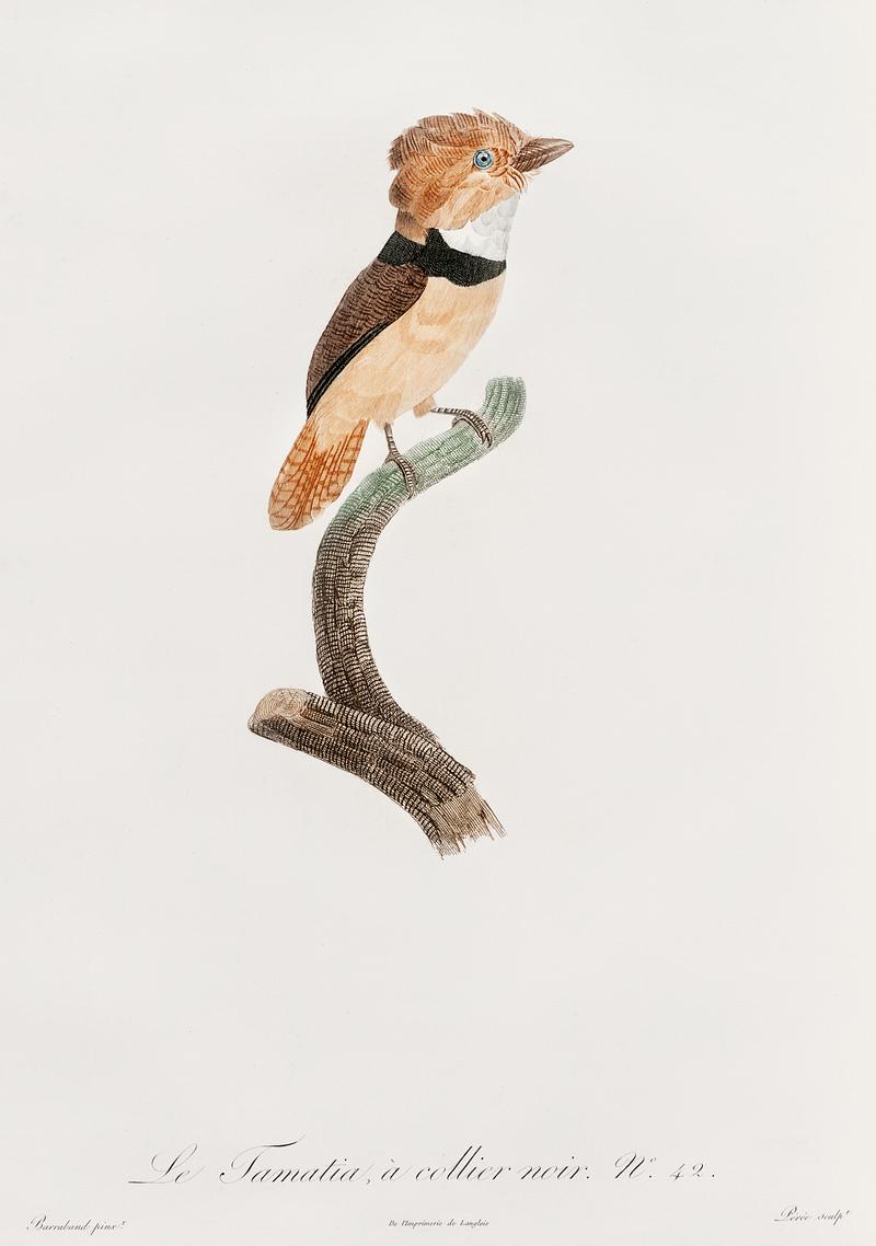 Black-necked stilt from Histoire Naturelle des Oiseaux de Paradis et Des Rolliers (1806) by Jacques Barraband (1767-1809). Original from New York public library. Digitally enhanced by rawpixel. Black-necked stilt from Histoire Naturelle des Oiseaux de Paradis et Des Rolliers (1806) by Jacques Barraband (1767-1809).…
