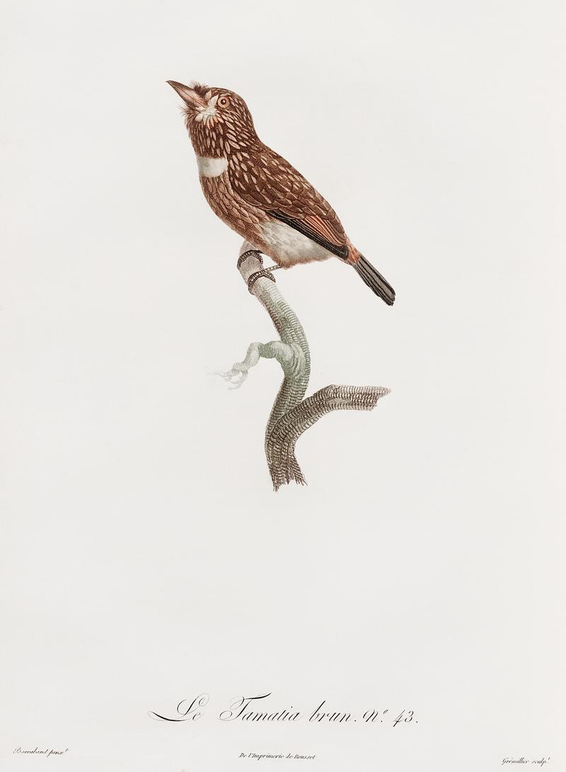 White-chested puffbird from Histoire Naturelle des Oiseaux de Paradis et Des Rolliers (1806) by Jacques Barraband (1767-1809). Original from New York public library. Digitally enhanced by rawpixel. White-chested puffbird from Histoire Naturelle des Oiseaux de Paradis et Des Rolliers (1806) by Jacques Barraband (1767…