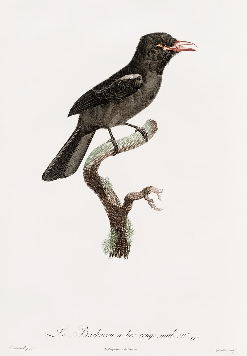 Red-billed Barbacoa from Histoire Naturelle des Oiseaux de Paradis et Des Rolliers (1806) by Jacques Barraband (1767-1809). Original from New York public library. Digitally enhanced by rawpixel. Red-billed Barbacoa from Histoire Naturelle des Oiseaux de Paradis et Des Rolliers (1806) by Jacques Barraband (1767-1809).…
