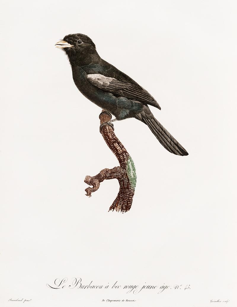 Black-fronted nunbird from Histoire Naturelle des Oiseaux de Paradis et Des Rolliers (1806) by Jacques Barraband (1767-1809). Original from New York public library. Digitally enhanced by rawpixel. Black-fronted nunbird from Histoire Naturelle des Oiseaux de Paradis et Des Rolliers (1806) by Jacques Barraband (1767-1809).…