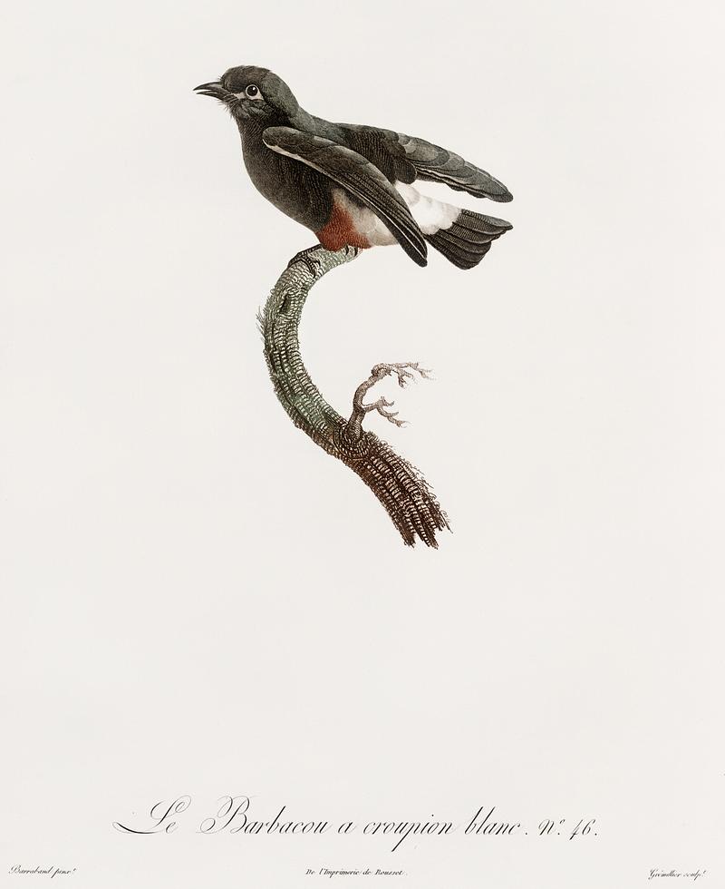 Swallow-winged puffbird from Histoire Naturelle des Oiseaux de Paradis et Des Rolliers (1806) by Jacques Barraband (1767-1809). Original from New York public library. Digitally enhanced by rawpixel. Swallow-winged puffbird from Histoire Naturelle des Oiseaux de Paradis et Des Rolliers (1806) by Jacques Barraband (1767…