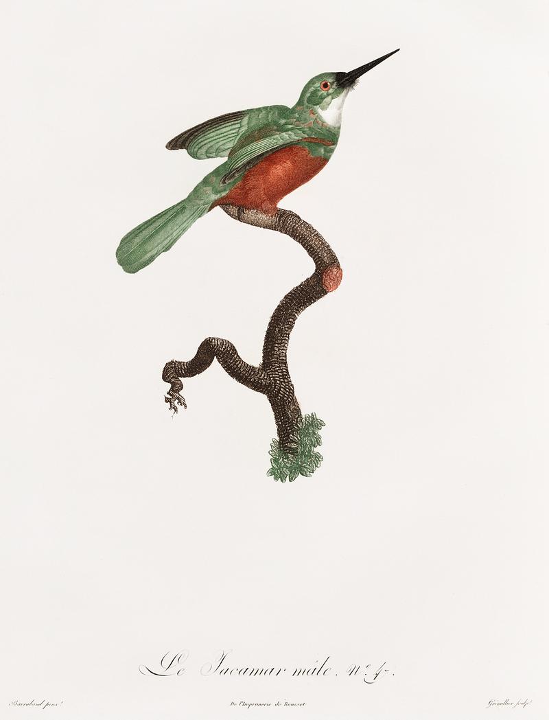 Green-tailed Jacamar,male from Histoire Naturelle des Oiseaux de Paradis et Des Rolliers (1806) by Jacques Barraband (1767-1809). Original from New York public library. Digitally enhanced by rawpixel. Green-tailed Jacamar,male from Histoire Naturelle des Oiseaux de Paradis et Des Rolliers (1806) by Jacques Barraband (1767…