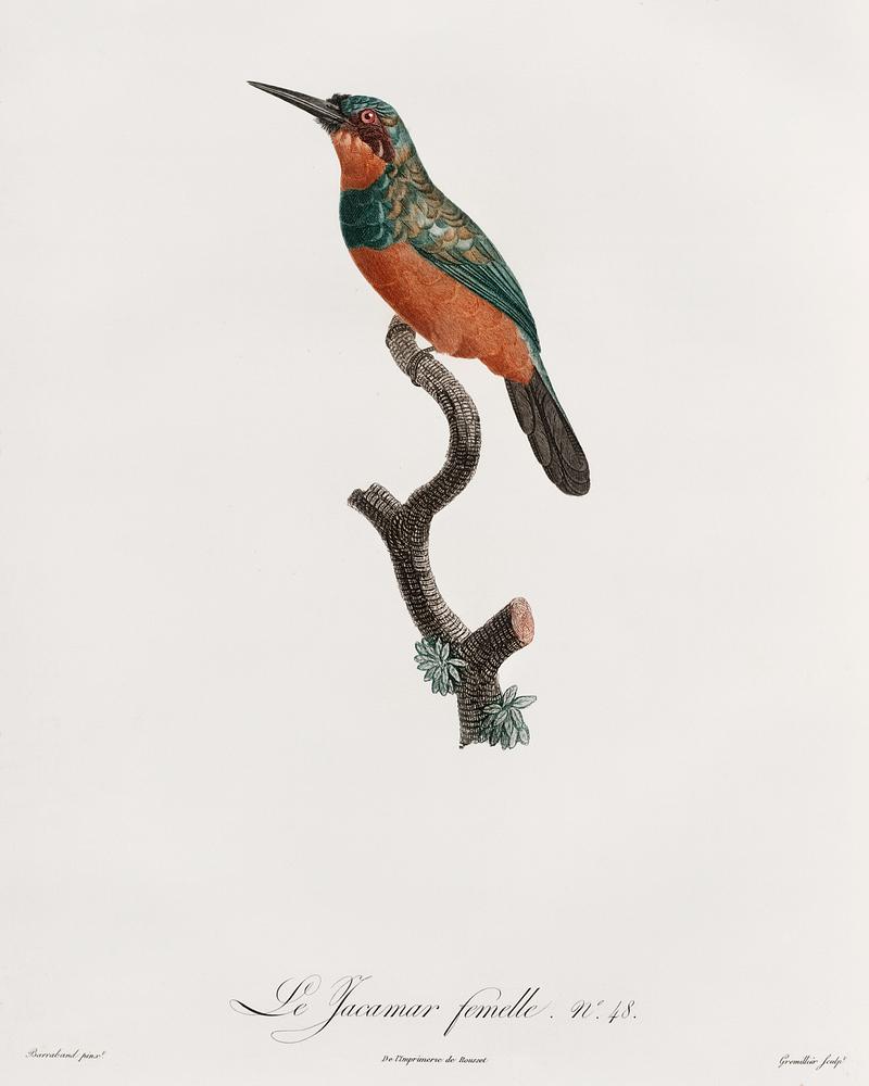 Green-tailed Jacamar,female from Histoire Naturelle des Oiseaux de Paradis et Des Rolliers (1806) by Jacques Barraband (1767-1809). Green-tailed Jacamar,female from Histoire Naturelle des Oiseaux de Paradis et Des Rolliers (1806) by Jacques Barraband (1767…