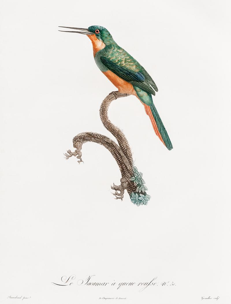 Rufous-tailed Jacamar from Histoire Naturelle des Oiseaux de Paradis et Des Rolliers (1806) by Jacques Barraband (1767-1809). Rufous-tailed Jacamar from Histoire Naturelle des Oiseaux de Paradis et Des Rolliers (1806) by Jacques Barraband (1767-1809).…