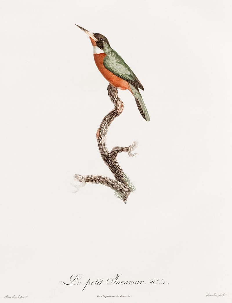 Yellow-billed jacamar from Histoire Naturelle des Oiseaux de Paradis et Des Rolliers (1806) by Jacques Barraband (1767-1809). Yellow-billed jacamar from Histoire Naturelle des Oiseaux de Paradis et Des Rolliers (1806) by Jacques Barraband (1767-1809).…