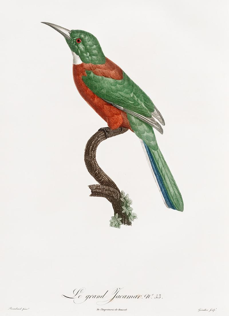 Great Jacamar from Histoire Naturelle des Oiseaux de Paradis et Des Rolliers (1806) by Jacques Barraband (1767-1809). Great Jacamar from Histoire Naturelle des Oiseaux de Paradis et Des Rolliers (1806) by Jacques Barraband (1767-1809). -…