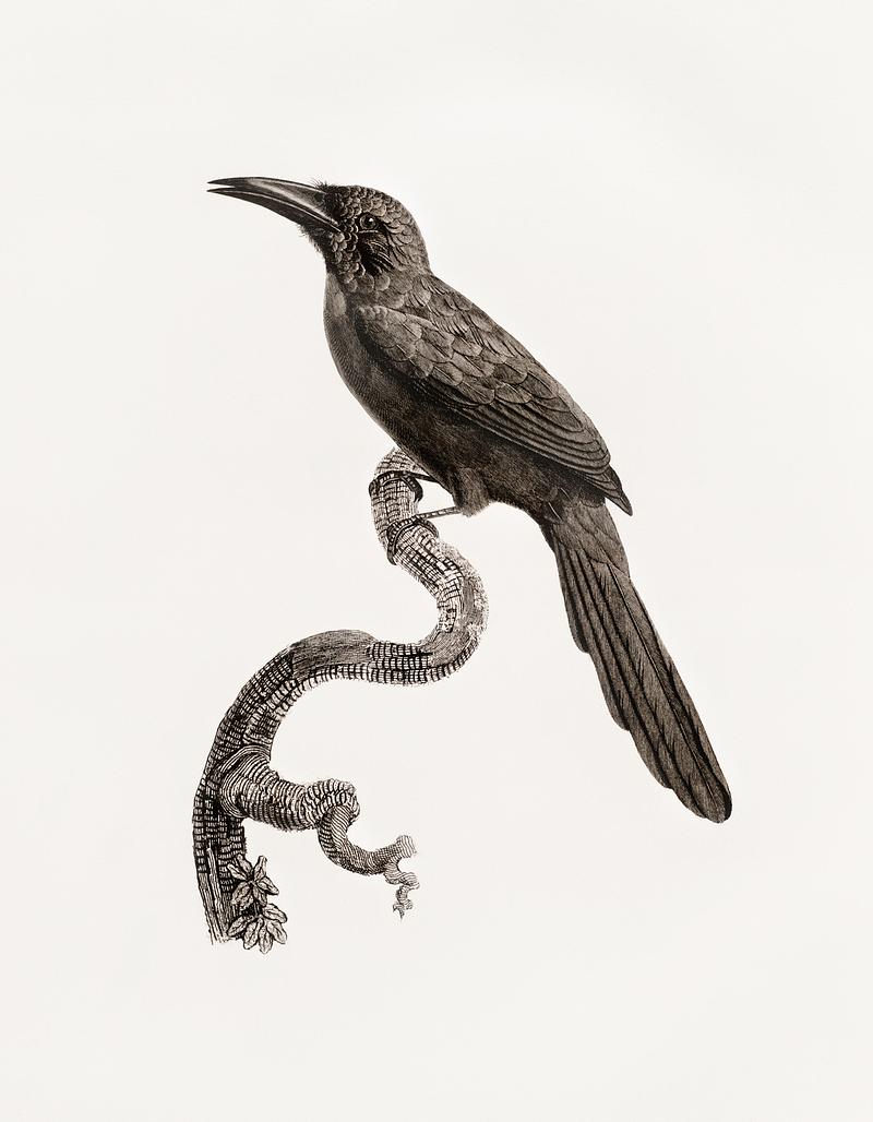 Jacamar from Histoire Naturelle des Oiseaux de Paradis et Des Rolliers (1806) by Jacques Barraband (1767-1809). Jacamar from Histoire Naturelle des Oiseaux de Paradis et Des Rolliers (1806) by Jacques Barraband (1767-1809). - animal…
