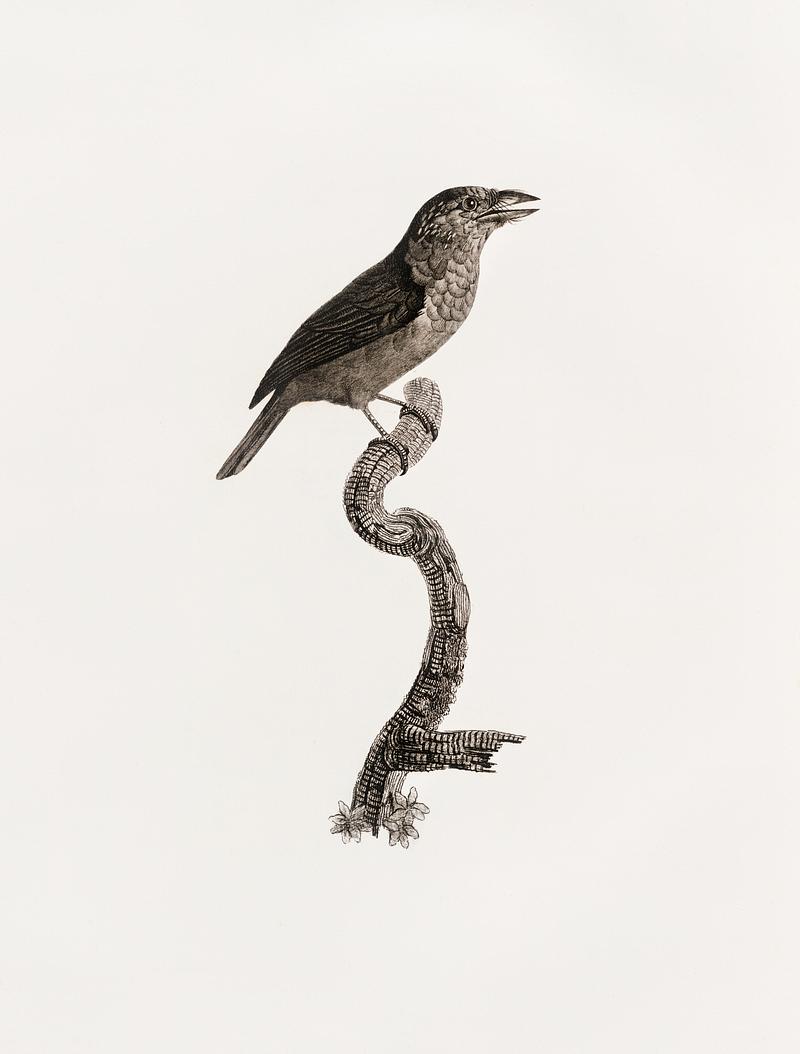 Yellow-fronted barbet from Histoire Naturelle des Oiseaux de Paradis et Des Rolliers (1806) by Jacques Barraband (1767-1809). Yellow-fronted barbet from Histoire Naturelle des Oiseaux de Paradis et Des Rolliers (1806) by Jacques Barraband (1767-1809).…