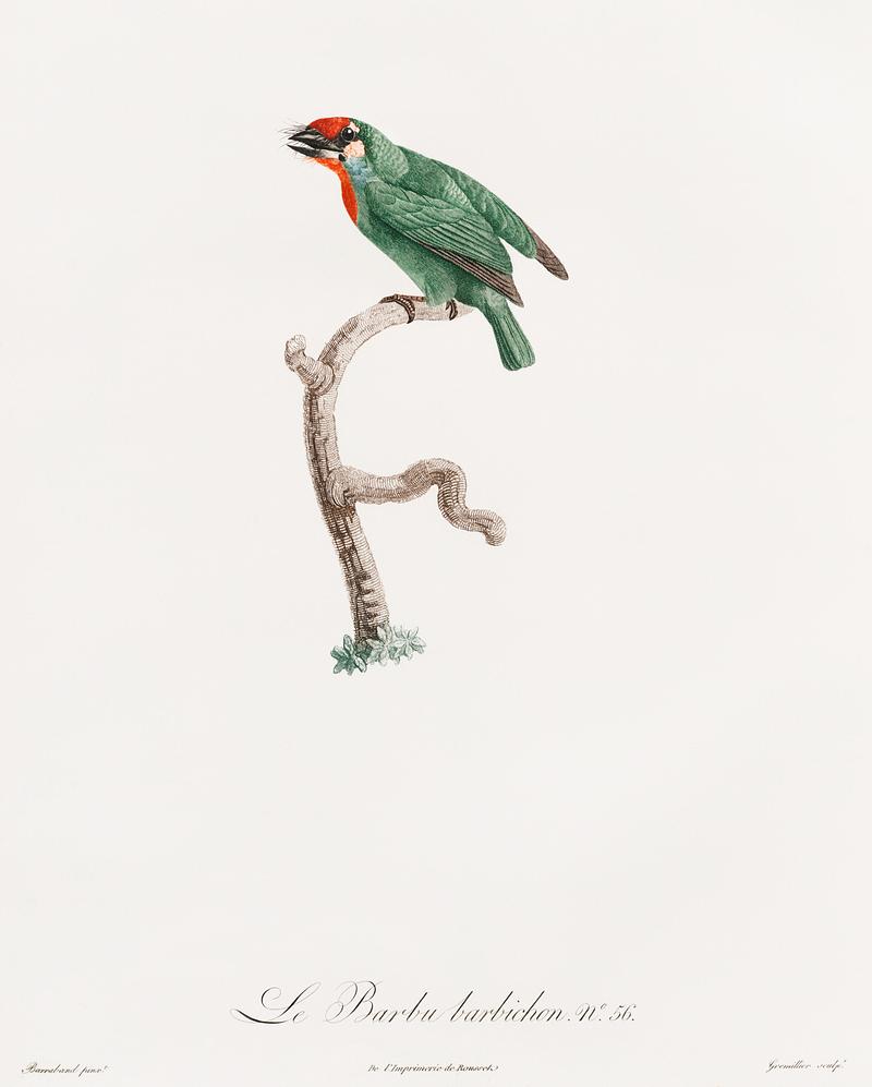 Vieillot's barbet from Histoire Naturelle des Oiseaux de Paradis et Des Rolliers (1806) by Jacques Barraband (1767-1809). Vieillot's barbet from Histoire Naturelle des Oiseaux de Paradis et Des Rolliers (1806) by Jacques Barraband (1767-1809). -…