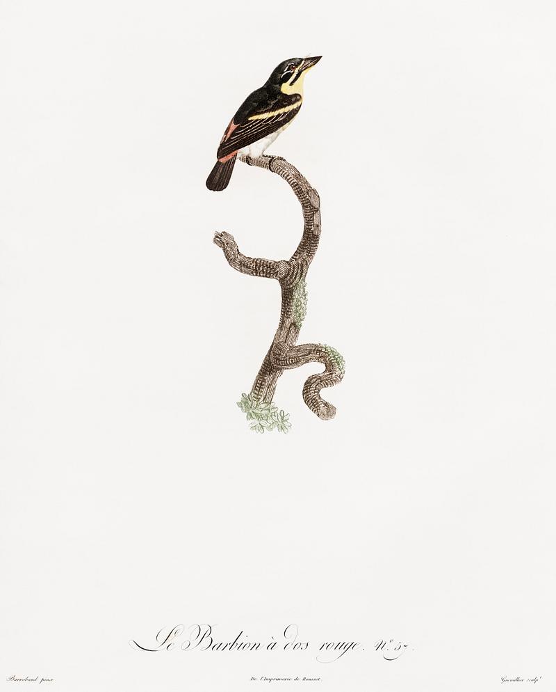 Red-rumped tinkerbird from Histoire Naturelle des Oiseaux de Paradis et Des Rolliers (1806) by Jacques Barraband (1767-1809). Red-rumped tinkerbird from Histoire Naturelle des Oiseaux de Paradis et Des Rolliers (1806) by Jacques Barraband (1767-1809).…
