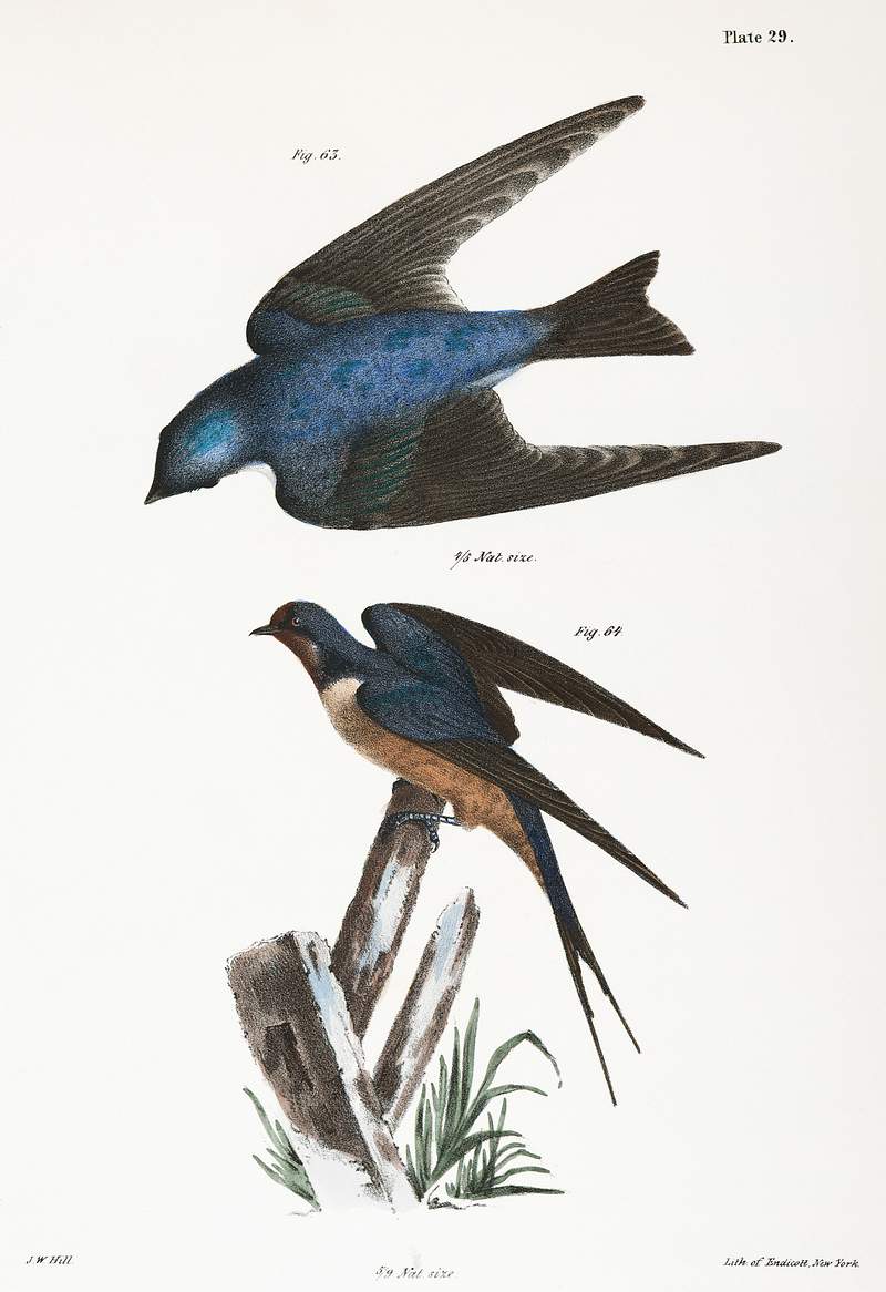 63. The White-bellied Swallow (Hirundo bicolor). 64. The Barn Swallow (Hirundo rufa) illustration from Zoology of New York…