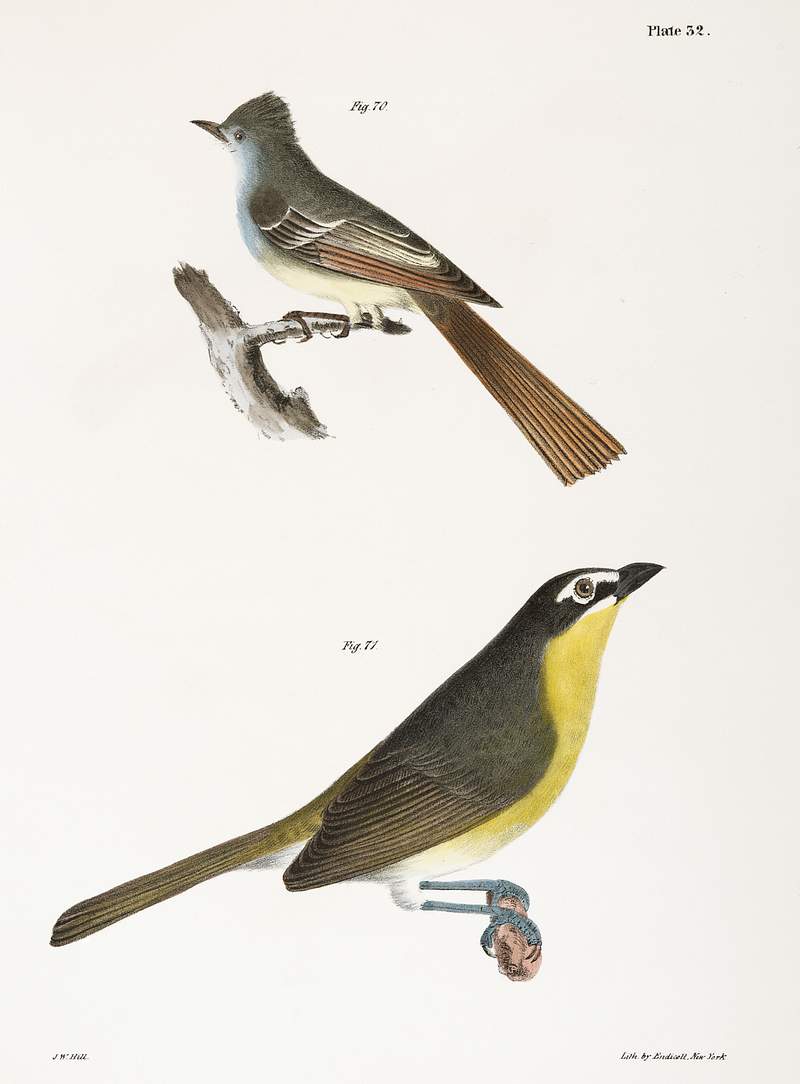 70. The Great-crested Kingbird (Tyrannus crinitus) 71. The Yellow-brested Chat (Icteria viridis) illustration from Zoology of…