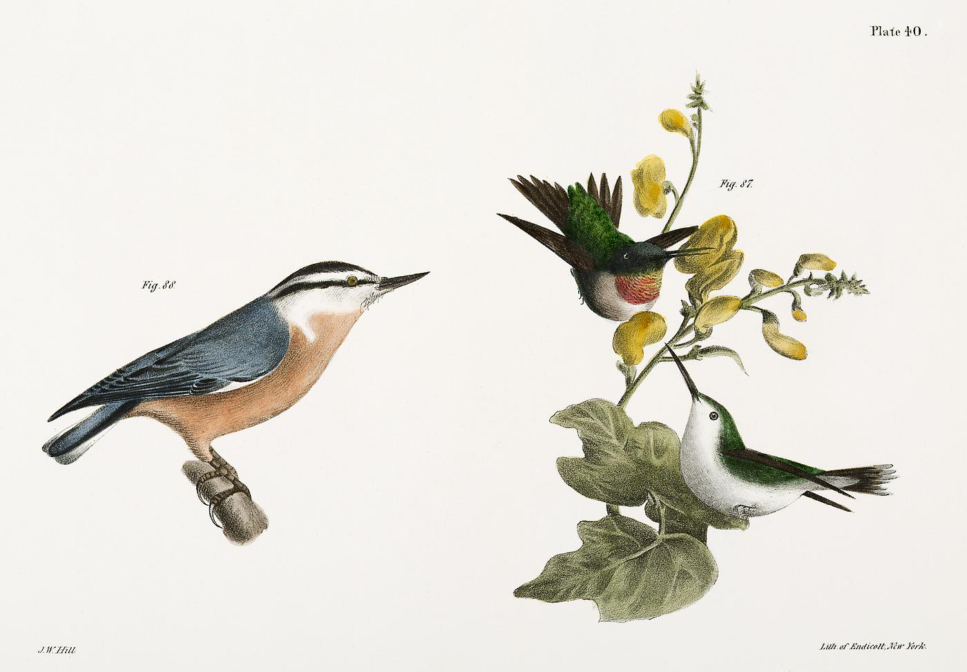 87. The Red-throated Hummingbird, male and female (Trochilus colubris) 88. The Red-bellied Nuthatch (Sitta canadensis)... 87. The Red-throated Hummingbird, male and female (Trochilus colubris) 88. The Red-bellied Nuthatch (Sitta canadensis)...