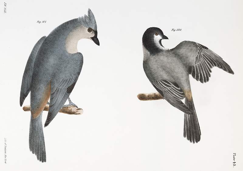 100. The Blackcap Tit (Parus atricapillus) 101. The Crested Tit (Parus bicolor) illustration from Zoology of New York…