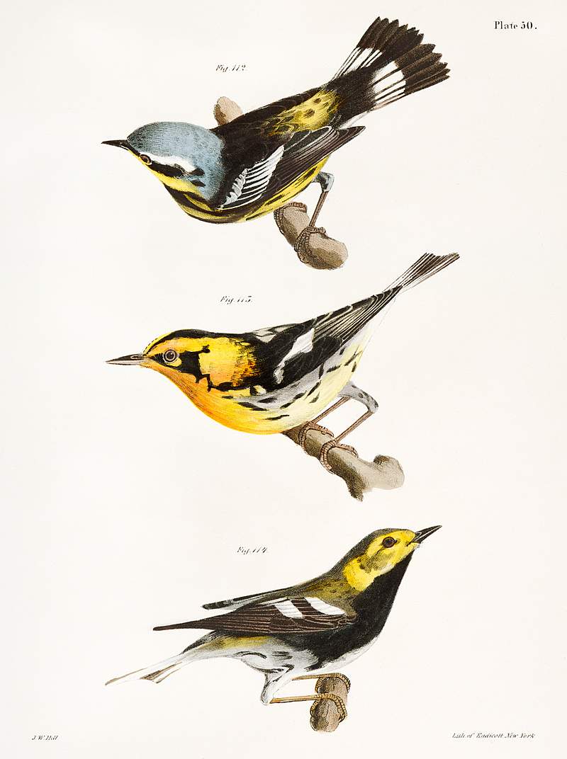 112. The Spotted Warbler (Sylvicola maculosa) 113. The Blackburnian Warbler (Sylvicola blackburniæ) 114. The Black…