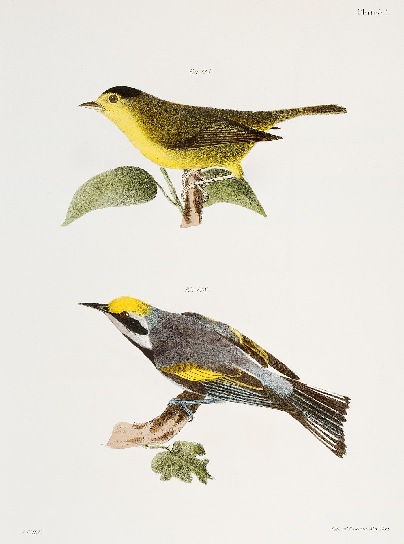 117. The Gren Black-capped Warbler (Wilsonia pusilla) 118. The Golden-winged Warbler (Vermivora chrysoptera) illustration... 117. The Gren Black-capped Warbler (Wilsonia pusilla) 118. The Golden-winged Warbler (Vermivora chrysoptera) illustration...