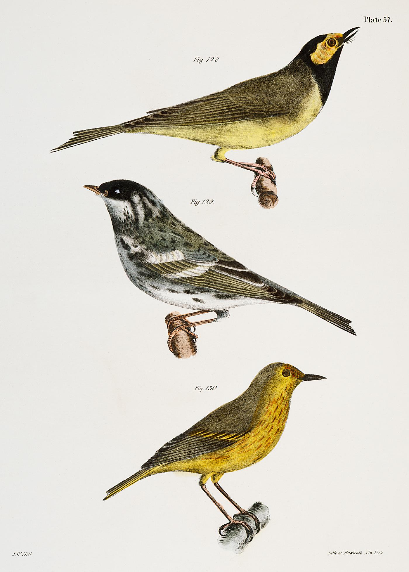128. The Hooded Warbler (Wilsonia mitrata) 129. The Blackpoll Warbler (Sylvicola striata) 130. The Summer Yellowbird (... 128. The Hooded Warbler (Wilsonia mitrata) 129. The Blackpoll Warbler (Sylvicola striata) 130. The Summer Yellowbird (...