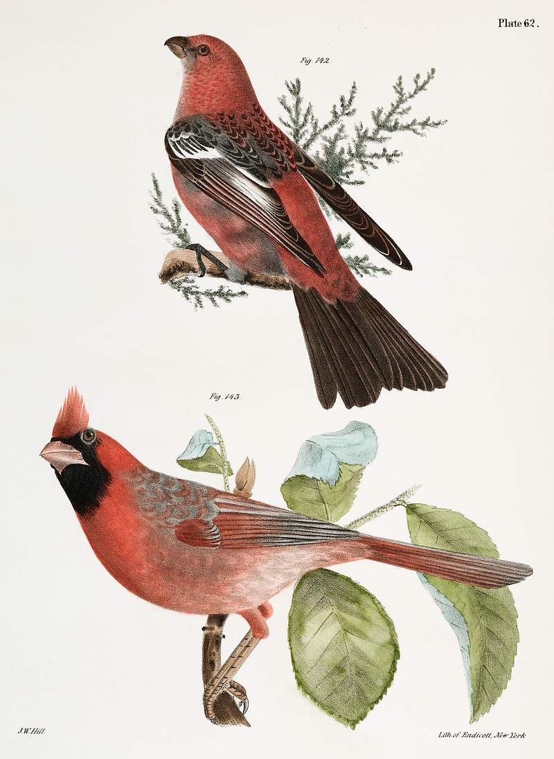 142. The Pine Bulfinch (Corythus enucleator) 143. The Cardinal Grosbeak (Pitylus cardinalis) illustration from Zoology of New…
