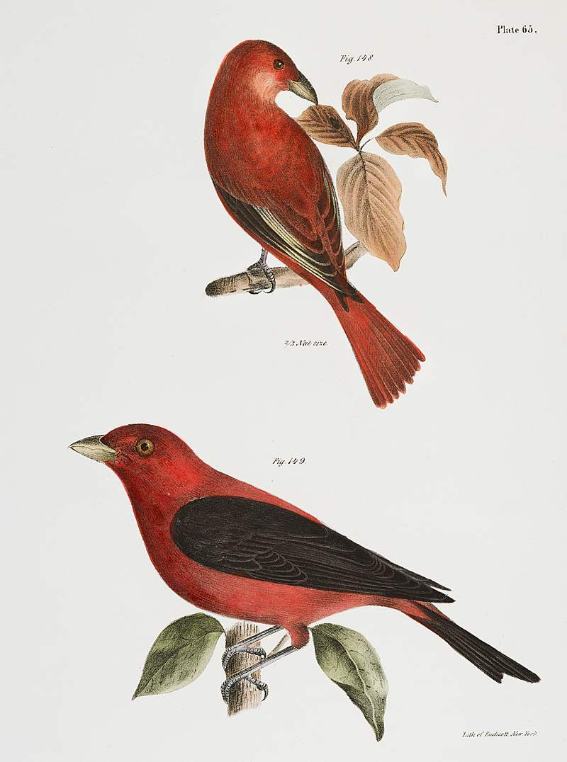 148. The Redbird (Pyranga æstiva) 149. The Black-winged Redbird (Pyranga rubra) illustration from Zoology of New York…