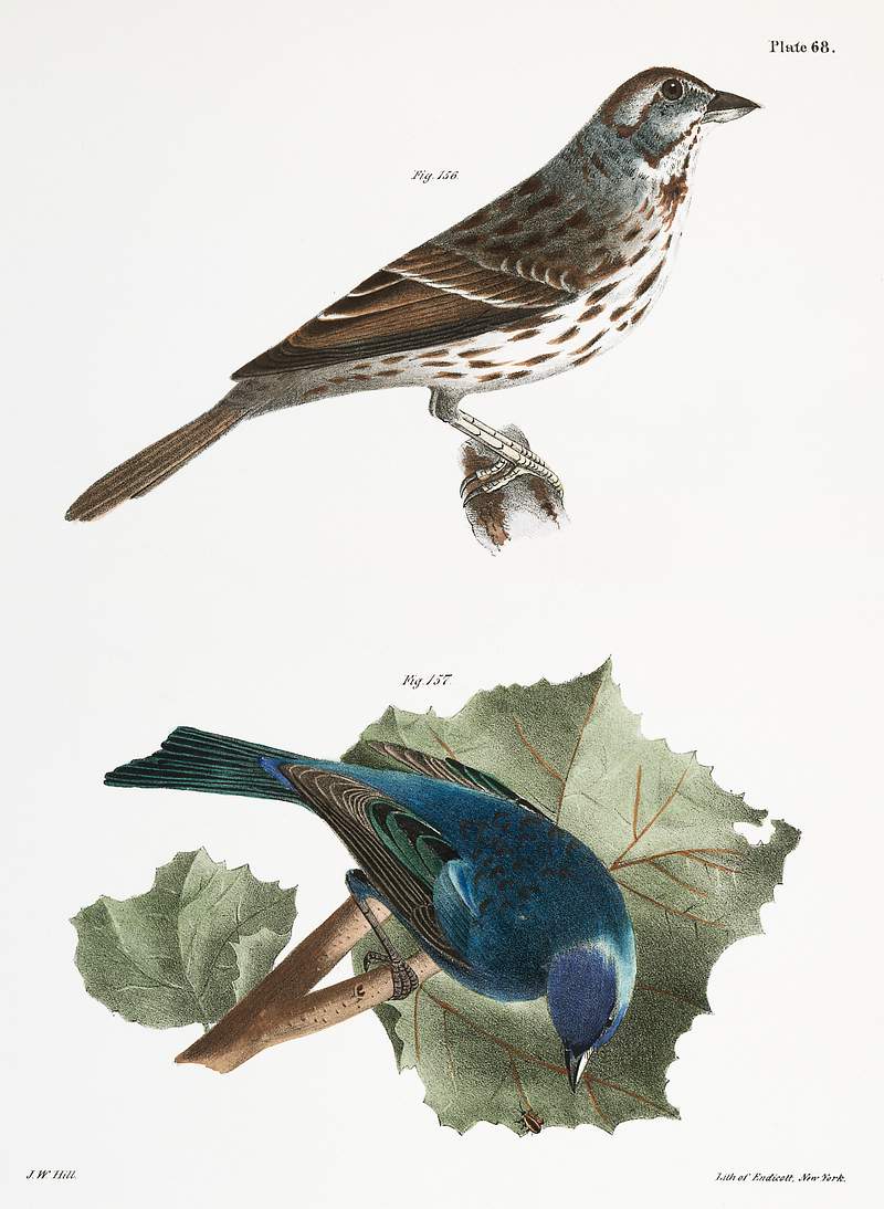 156. Song Sparrow (Fringilla melodia) 157. Indigo-bird (Spiza cyanea) illustration from Zoology of New York (1842–1844)…