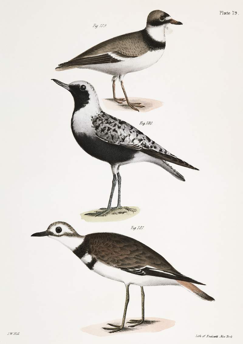 179. American Ring Plover (Charadrius semipalmatus) 180. Black-breasted Snipe (Charadrius helveticus) 181. Kildeer…