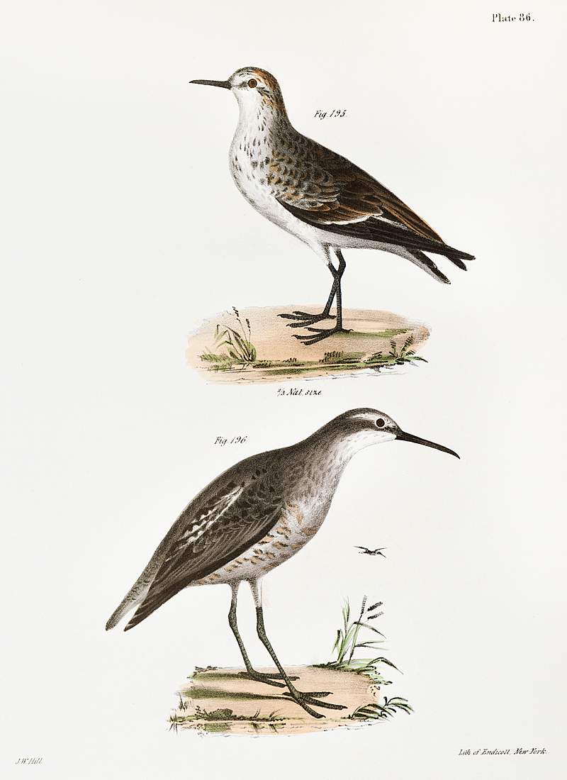 195. Semipalmated Sandpiper (Heterepoda semipalmata) 196. Long-legged Sandpiper (Hemipalma himantopus) illustration from…