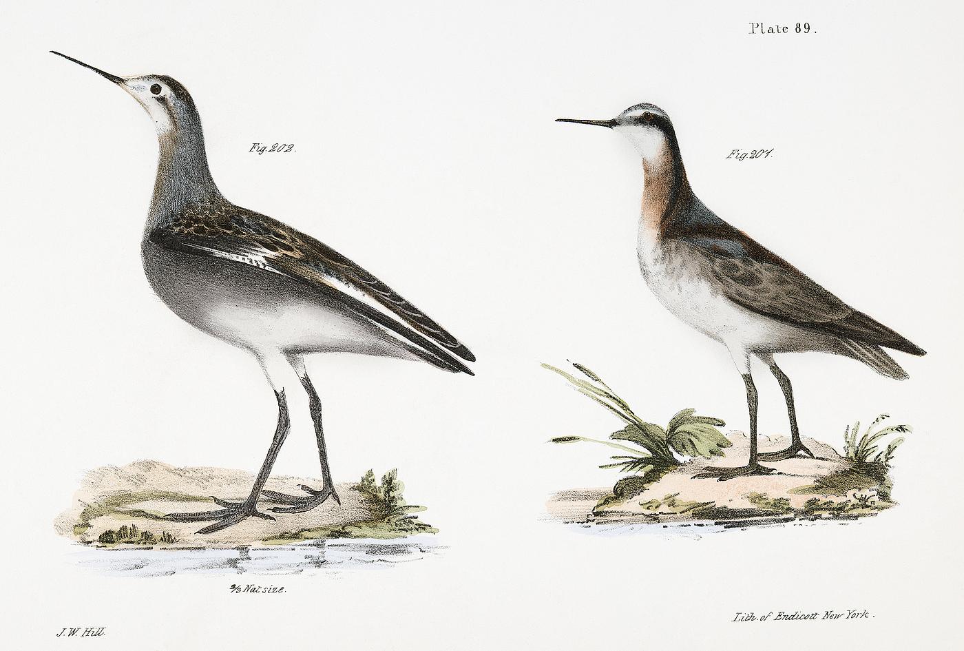 201, 202. Wilson's Holopode (Holopodius wilsoni) illustration from Zoology of New York (1842–1844) by James... 201, 202. Wilson's Holopode (Holopodius wilsoni) illustration from Zoology of New York (1842–1844) by James...