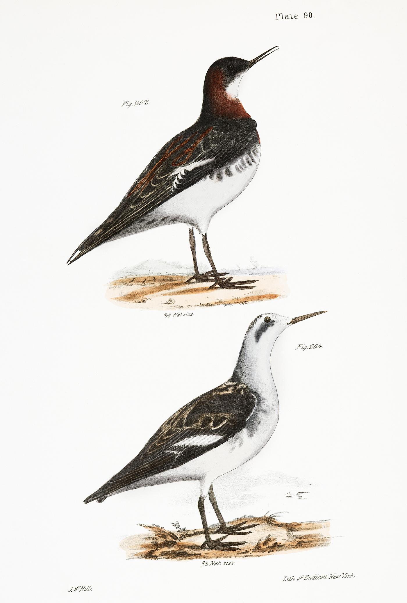 203, 204. Hyperborean Lobefoot (Lobipes hyperboreus) illustration from Zoology of New York (1842–1844) by James... 203, 204. Hyperborean Lobefoot (Lobipes hyperboreus) illustration from Zoology of New York (1842–1844) by James...