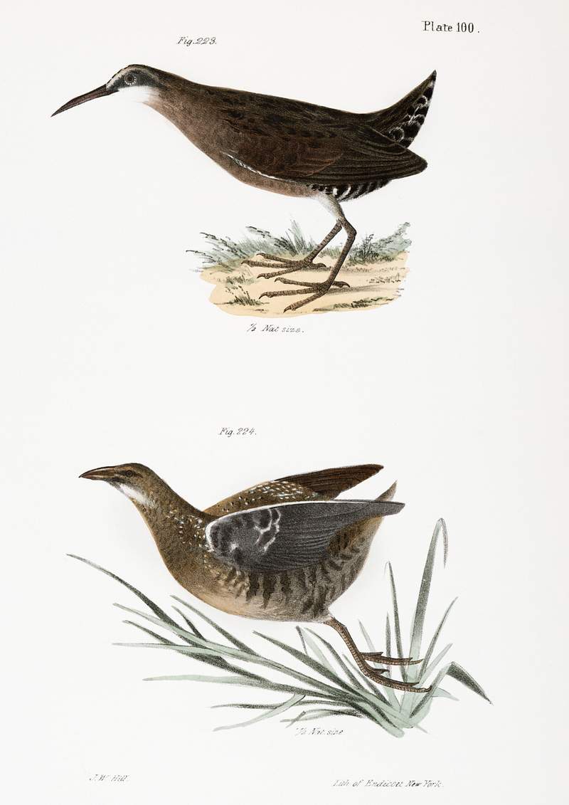 223. Mud-hen (Rallus virginianus) 224. Sora Rail (Ortygometra Carolina) illustration from Zoology of New York…