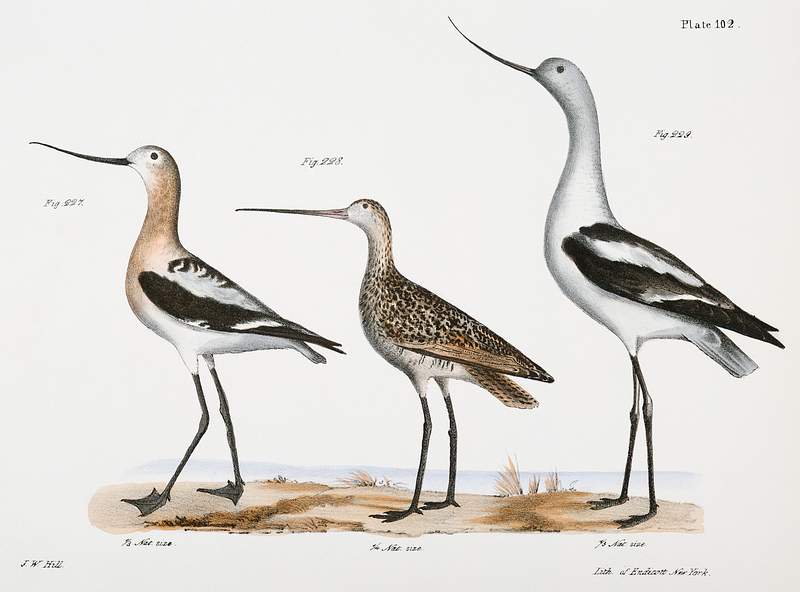 227. American Avoset (Recurvirostra americana) 228. Marlin (Limosa fedoa) 229. American Avoset (Recurvirostra americana)…