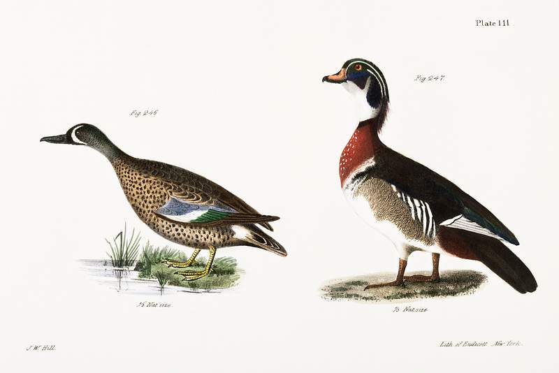 246. Blue-winged Teal (Anas discors) 247. Wood Duck (Anas sponsa) illustration from Zoology of New York (1842–1844) by…