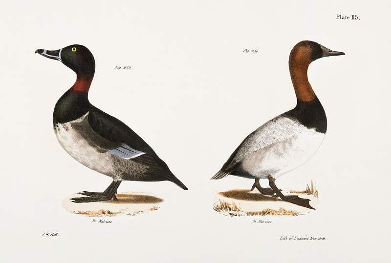 255. Bastard Broadbill (Fuligula rufitorques) 256. Canvass-back (Fuligula varisneria) illustration from Zoology of New York…