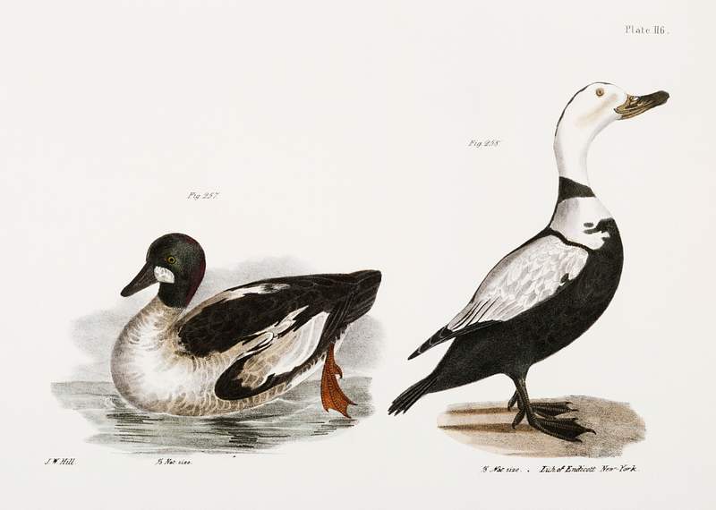 257. Whistler (Fuligula clangula) 258. Pied Duck (Fuligula labradora) illustration from Zoology of New York (1842–1844)…