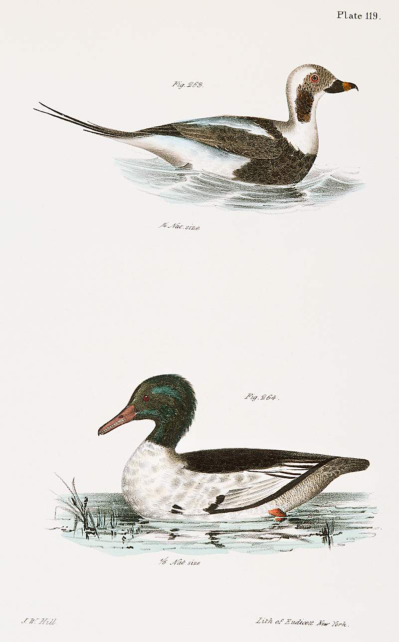 263. Oldwife (Fuliga glacialis) 264. Buff-breasted Sheldrake (Mergus merganser) illustration from Zoology of New York…