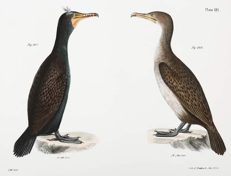 267. Double-crested Cormorant (Phalacracorax dilophus) 268. Ditto, immature illustration from Zoology of New York…