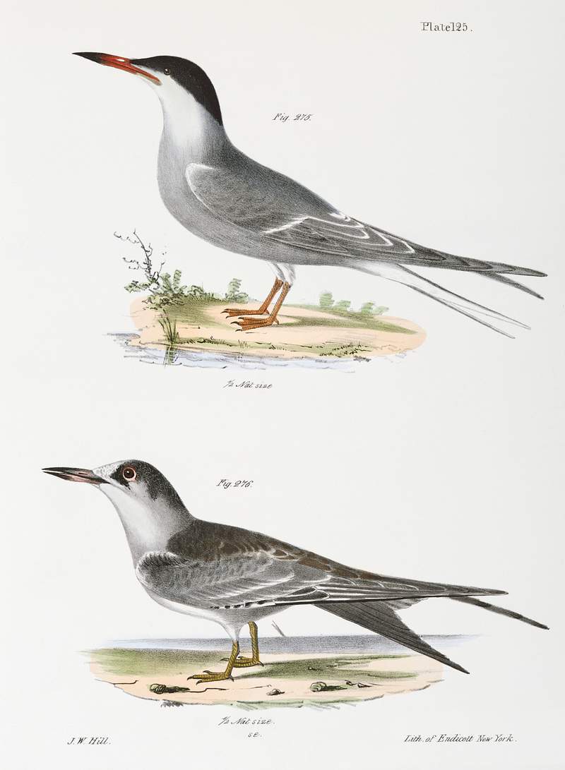 275. Tern (Sterna hirundo) 276. Ditto, young illustration from Zoology of New York (1842–1844) by James Ellsworth De…