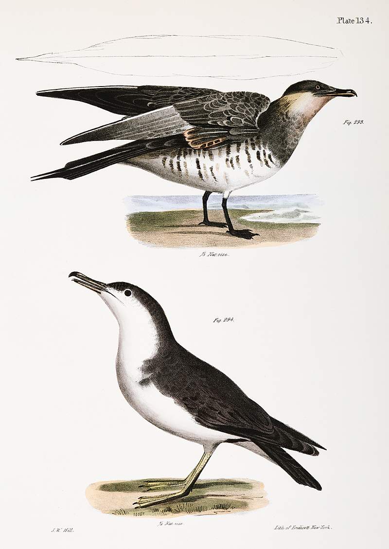 293. Richardson's Hawk Gull (Lestris richardsoni) 294. Little Shearwater (Puffinus cinereus) illustration from Zoology of New…