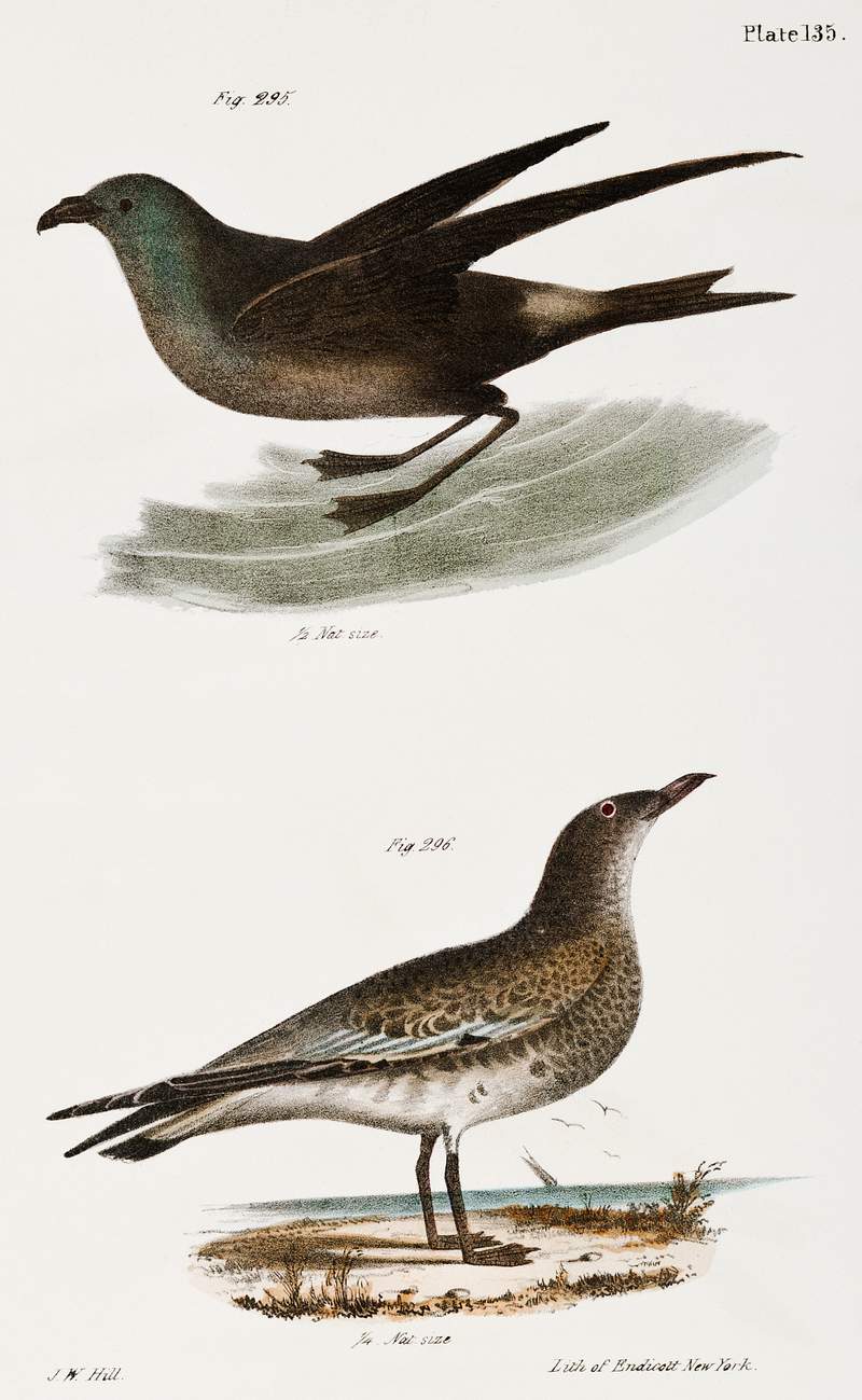 295. Fork-tailed Petrel (Thalassidroma leachi) 296. Laughing Gull (Larus atricilla) illustration from Zoology of New York…
