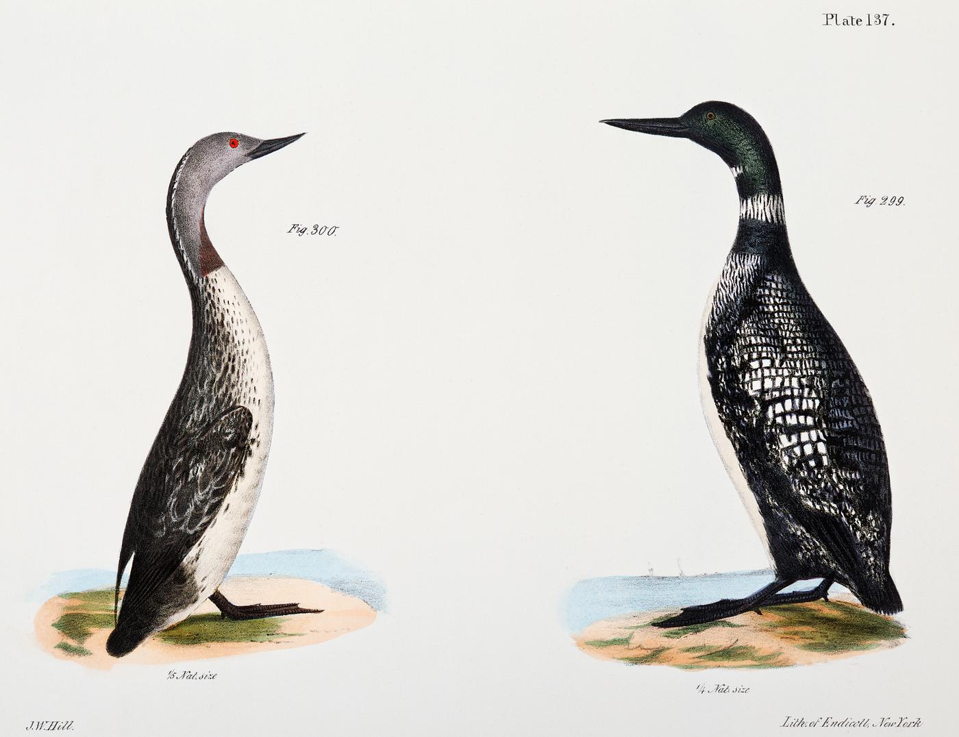 299. Great Loon (Colymbus glacialis) 300. Red-throated Loon (Colymbus septentrionalis) illustration from Zoology of New York... 299. Great Loon (Colymbus glacialis) 300. Red-throated Loon (Colymbus septentrionalis) illustration from Zoology of New York...