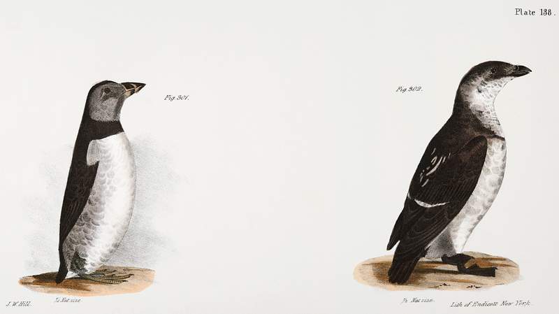 301. Arctic Puffin (Mormon arcticus) 302. Sea Dove (Mergulus alle) illustration from Zoology of New York (1842–1844) by…
