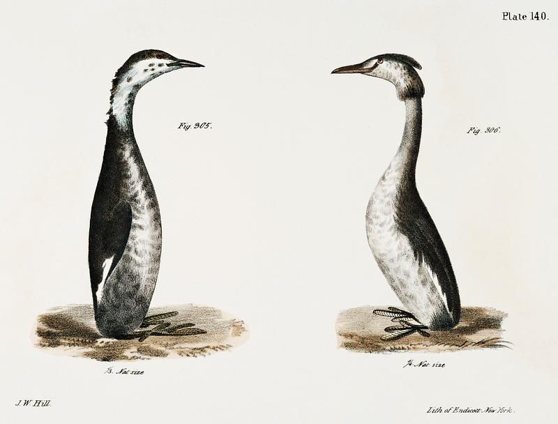305. Horned Grebe (Podiceps cornutus) 306. Crested Grebe (Podiceps cristatus) illustration from Zoology of New York (1842–1844) by James Ellsworth De Kay. Original from The New York Public Library. Digitally enhanced by rawpixel. 305. Horned Grebe (Podiceps cornutus) 306. Crested Grebe (Podiceps cristatus) illustration from Zoology of New York…
