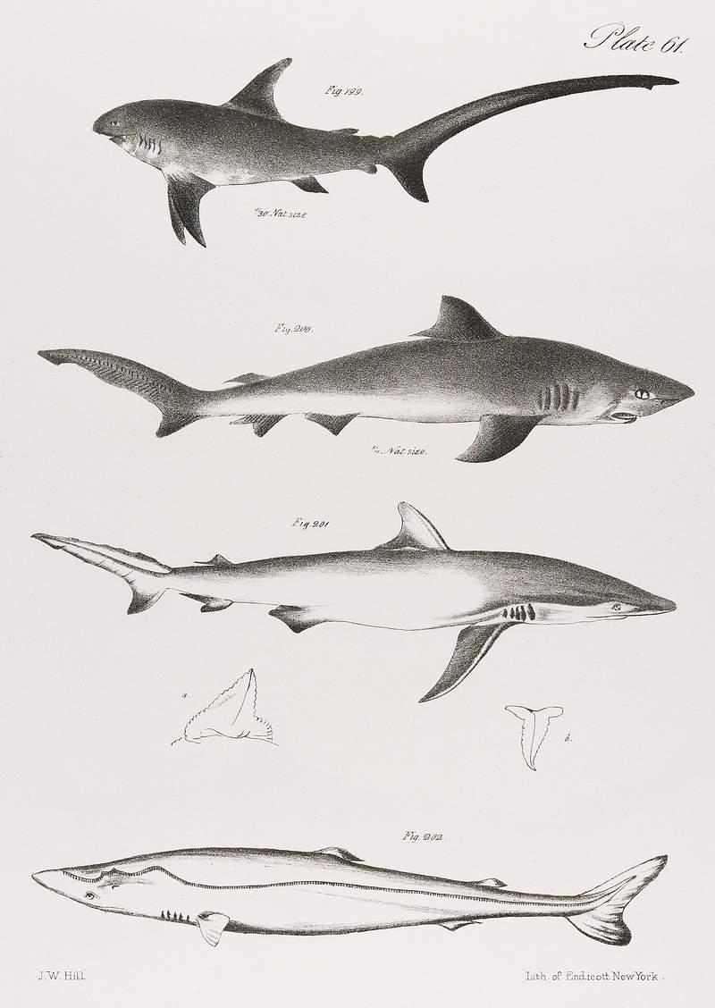 Different types of Sharks illustration from Zoology of New York (1842–1844) by James Ellsworth De Kay. Original from The New York Public Library. Digitally enhanced by rawpixel. Different types of Sharks illustration from Zoology of New York (1842–1844) by James Ellsworth De Kay. Original from…