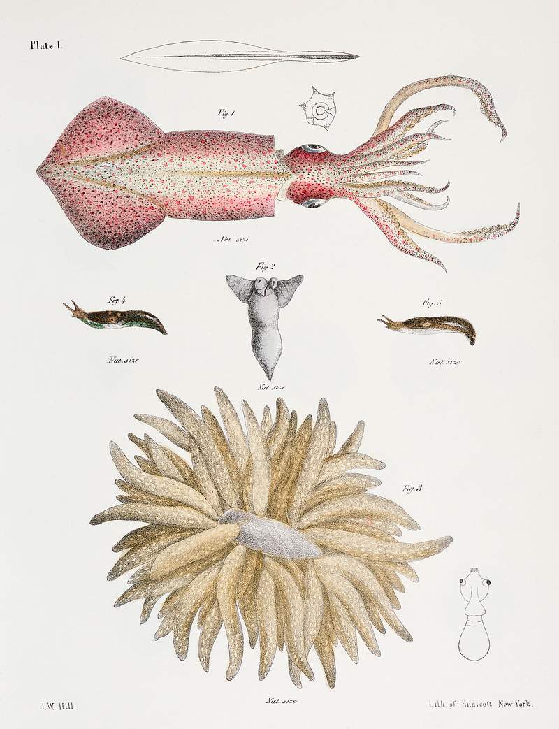 Different types of Squids illustration from Zoology of New York (1842–1844) by James Ellsworth De Kay. Original from…